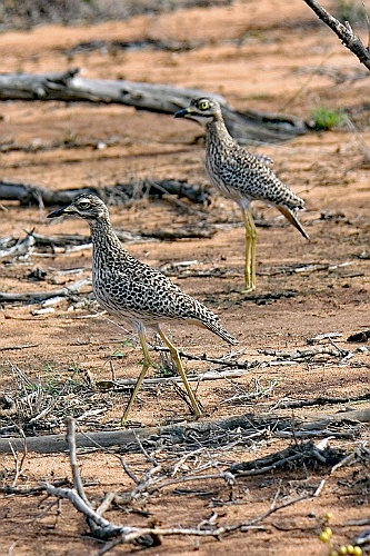 Kenia (441)